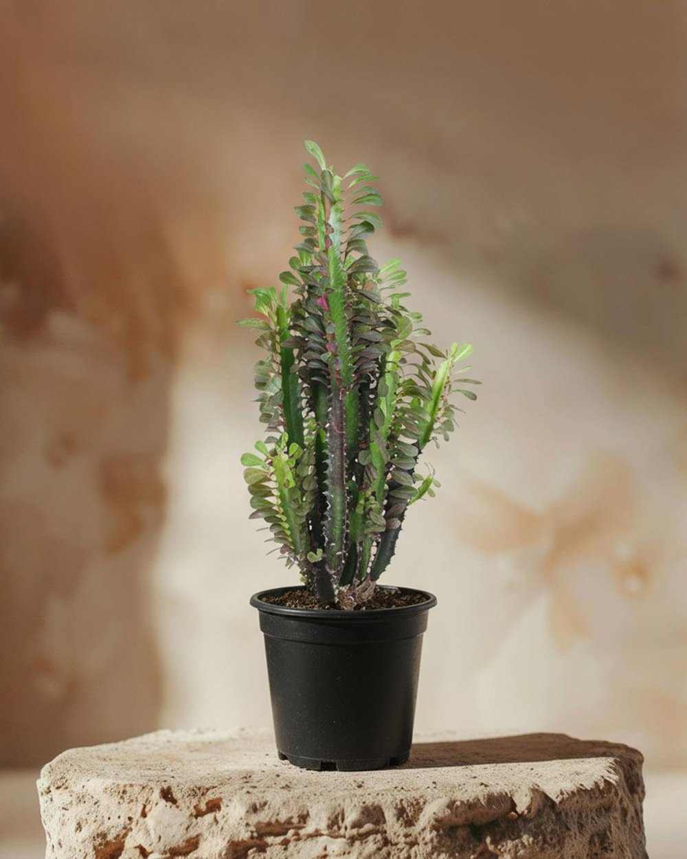  Sütleğen Kırmızı – Euphorbia sp. – 21 cm Saksı