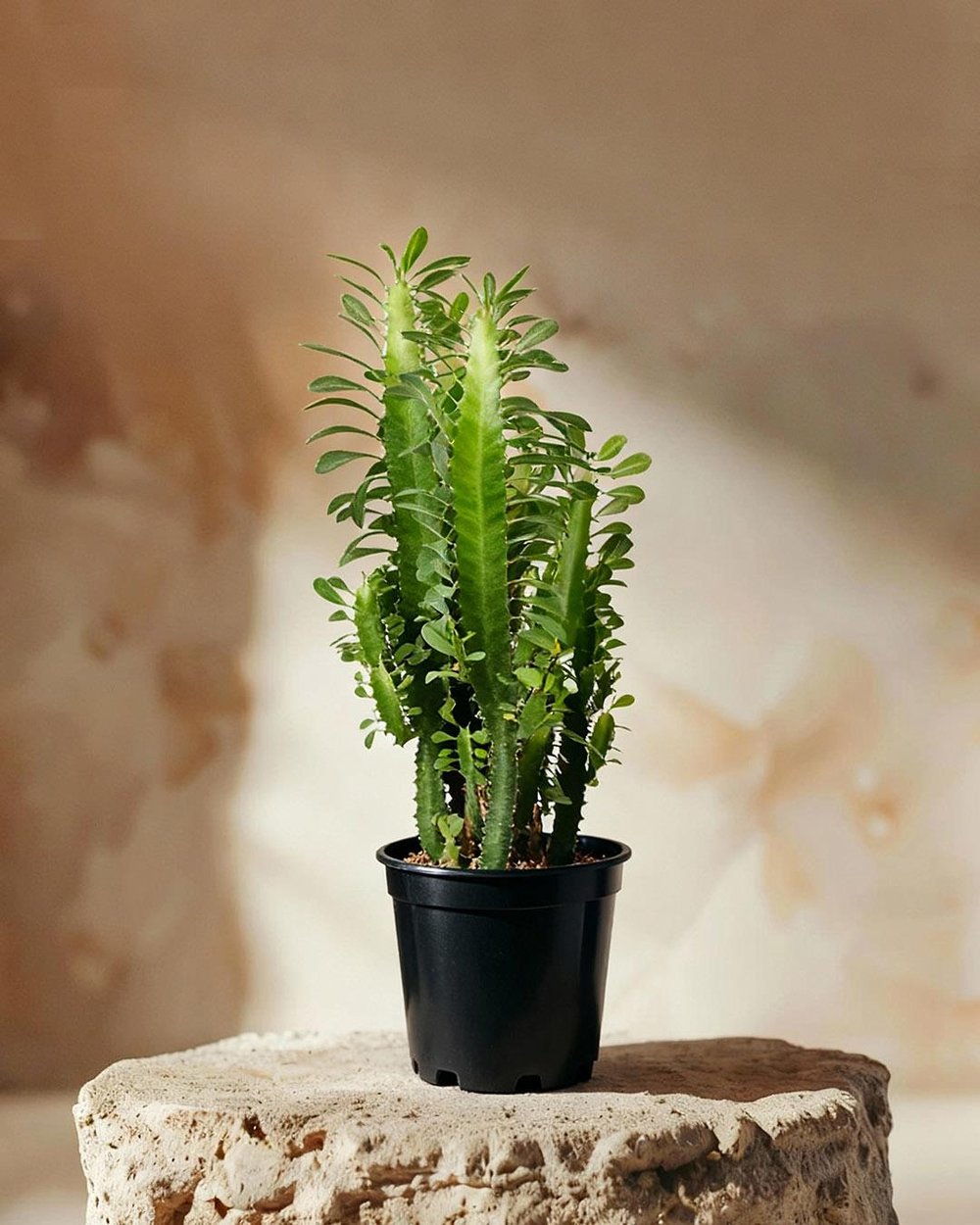  Sütleğen Yeşil – Euphorbia sp. – 17 cm Saksı