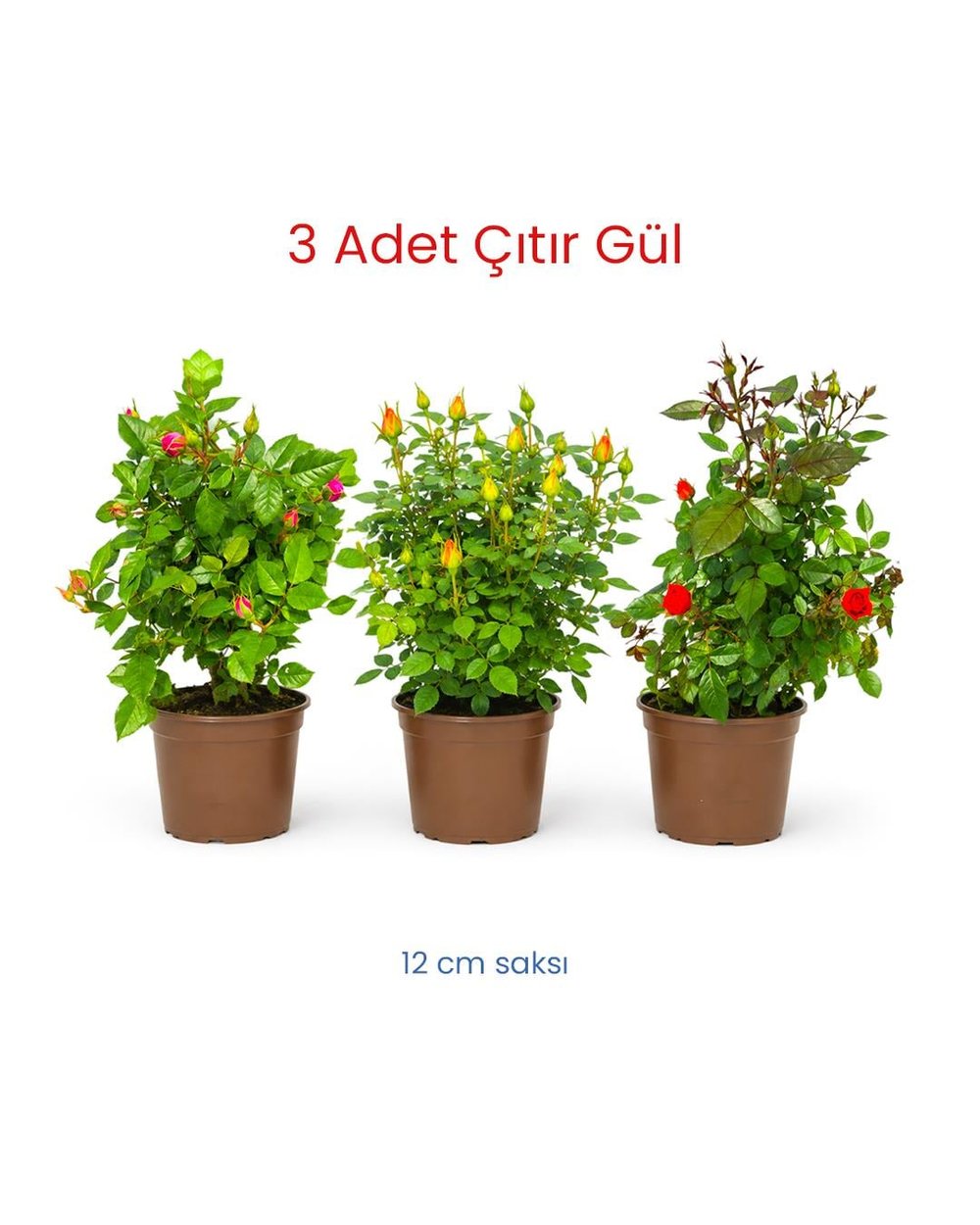 3-Lü Çıtır Gül- Rosa Mini 12 cm Saksı