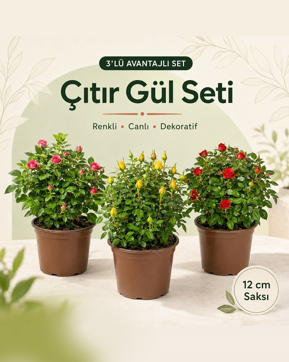 3-Lü Çıtır Gül- Rosa Mini 12 cm Saksı
