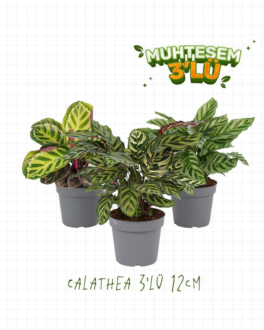 3'Lü Set - Calathea 12 cm