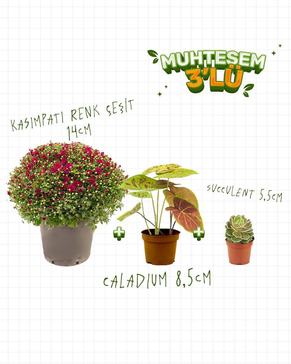 3'Lü Set - Kasımpatı 14 cm - Caladium 8,5 cm - Succulent 5,5 cm