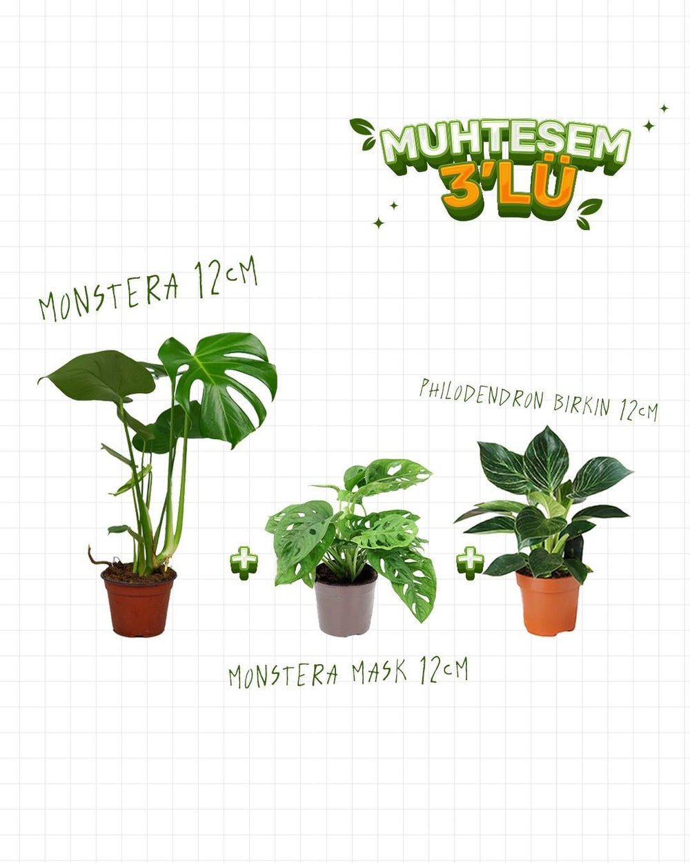 3'Lü Set - Monstera 12 cm - Mostera Monkey 12 cm - Philodendron Birkin 12 cm