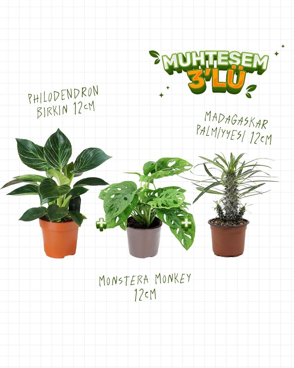 3'Lü Set - Monstera Monkey 12 cm - Philodendron Birkin 12 cm - Madagaskar Palmiyesi 12 cm