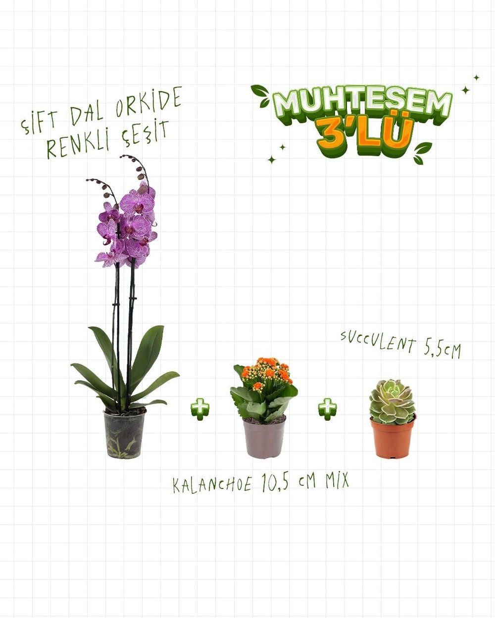 3'Lü Set - Orkide Mix - Kalanchoe  Mix 10,5 cm - Succulent Mix 5,5 cm