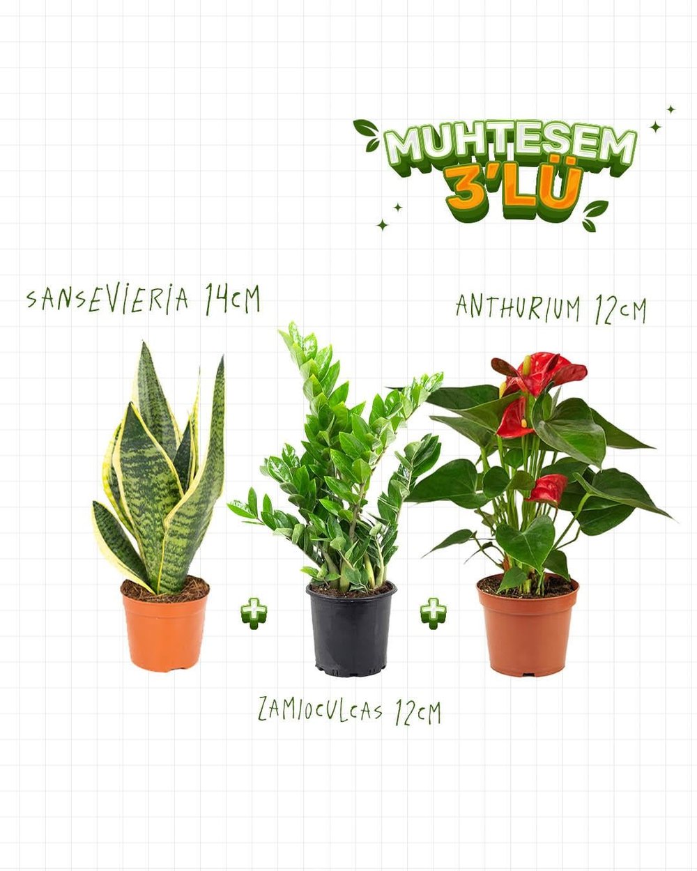 3'Lü Set - Sansevieria 14 cm - Anthurium 12 cm - Zamiaculcas 12 cm 