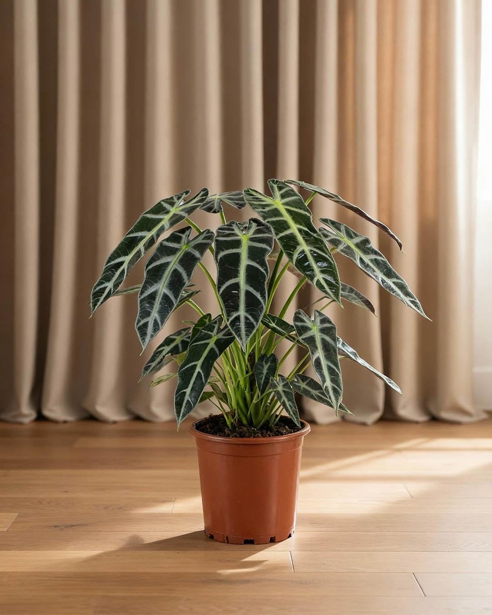 Alokasya Bambino – Alocasia Amazonica Bambino – 12 cm Saksı