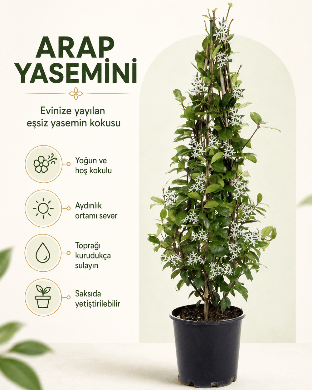 Arap Yasemini – Jasminum sambac – 15 cm Saksı