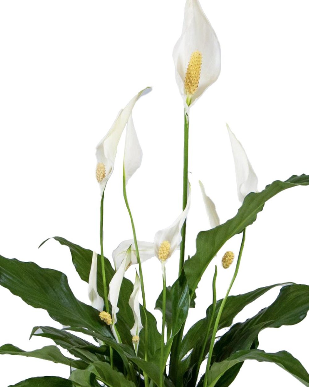 Barış Çiçeği – Spathiphyllum wallisii 12 cm Saksı