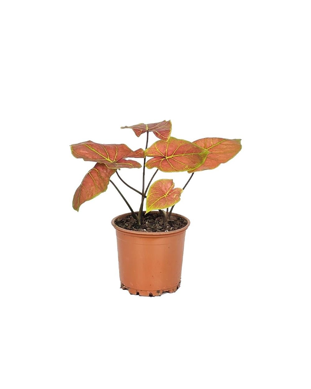 Caladium – Renkli Yapraklı Bitki – İkili (2 Köklü) – 12 cm Saksı