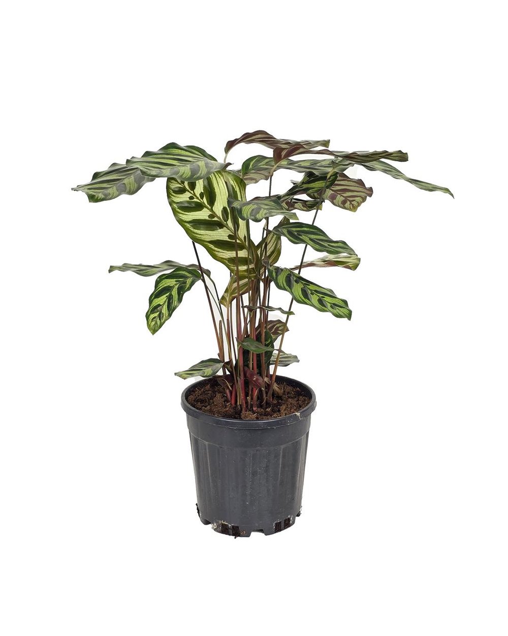 Calathea makoyana – Tavuskuşu Çiçeği – 17 cm Saksı
