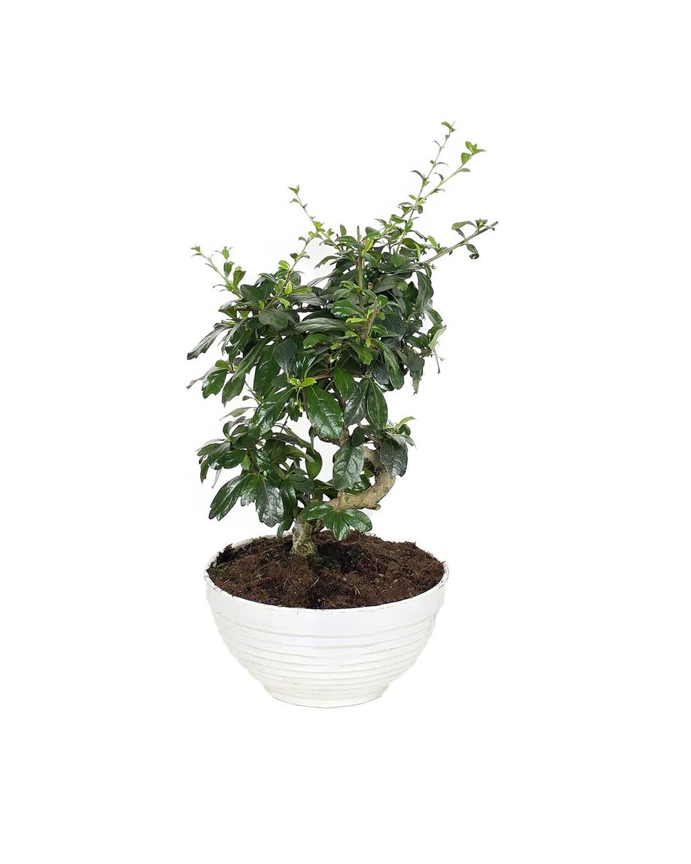 Carmona Bonsai – Carmona microphylla – 20 cm Saksı