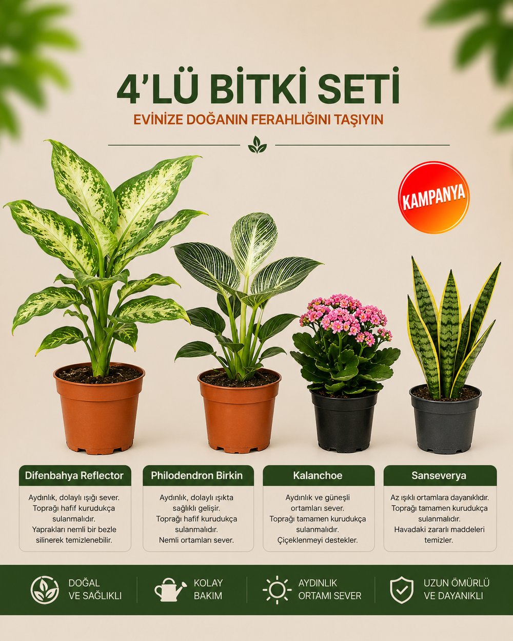 Difenbahya Çeşit – Philodendron Birkin – Kalanşo – Sansevieria – 4'lü Bitki Seti