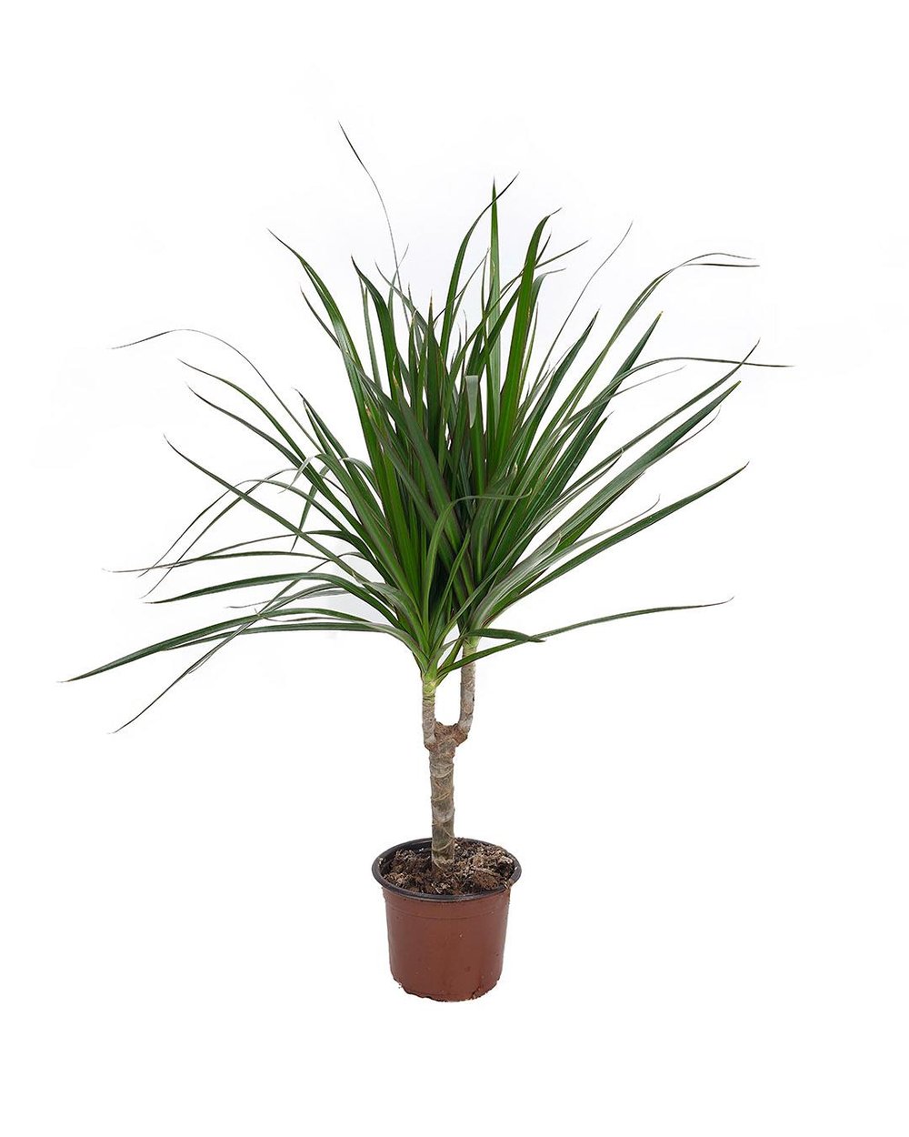 Dracaena Marginata 15 cm