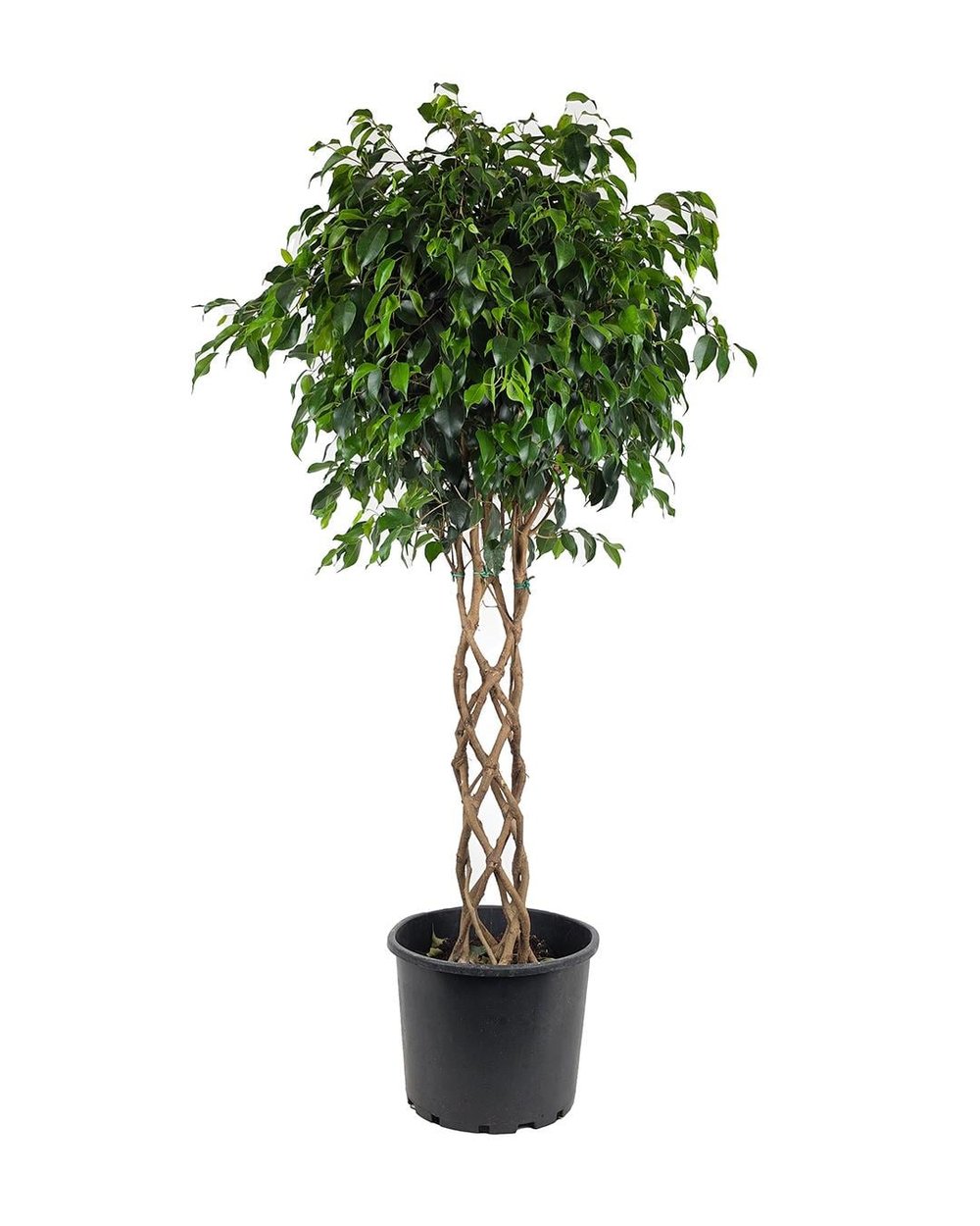 Ficus Daniella Sütun Örgü 60 cm
