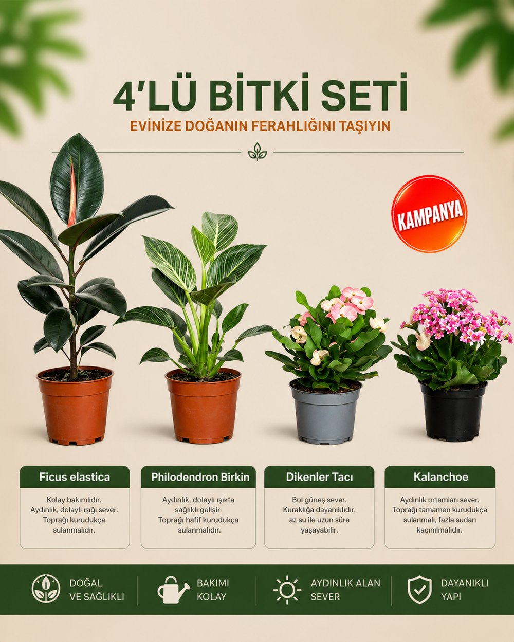 Ficus Elastica – Philodendron Birkin – Dikenler Tacı – Kalanchoe 4'lü Bitki Seti