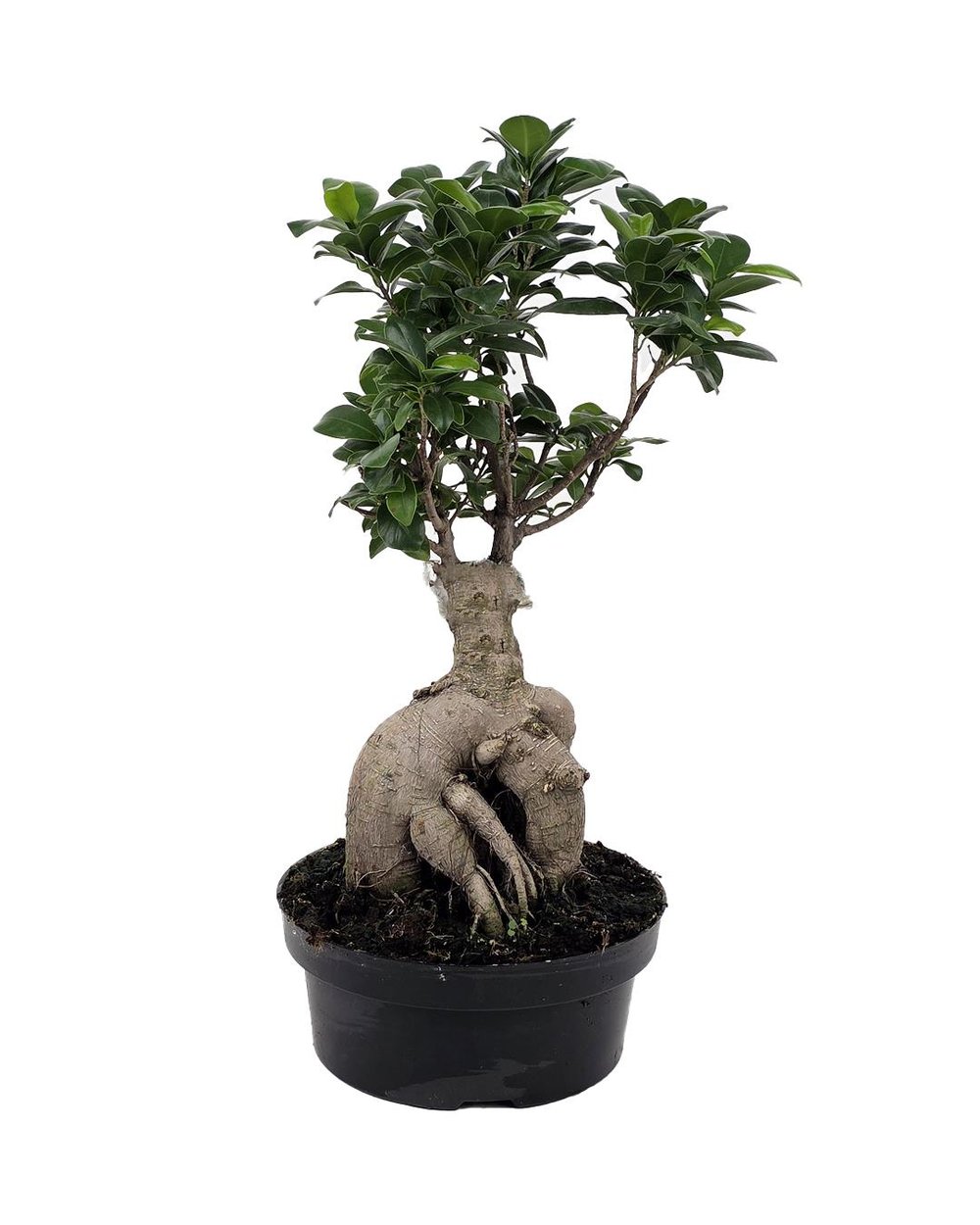 Ginseng Bonsai – Ficus microcarpa 500 gr – Orta Boy