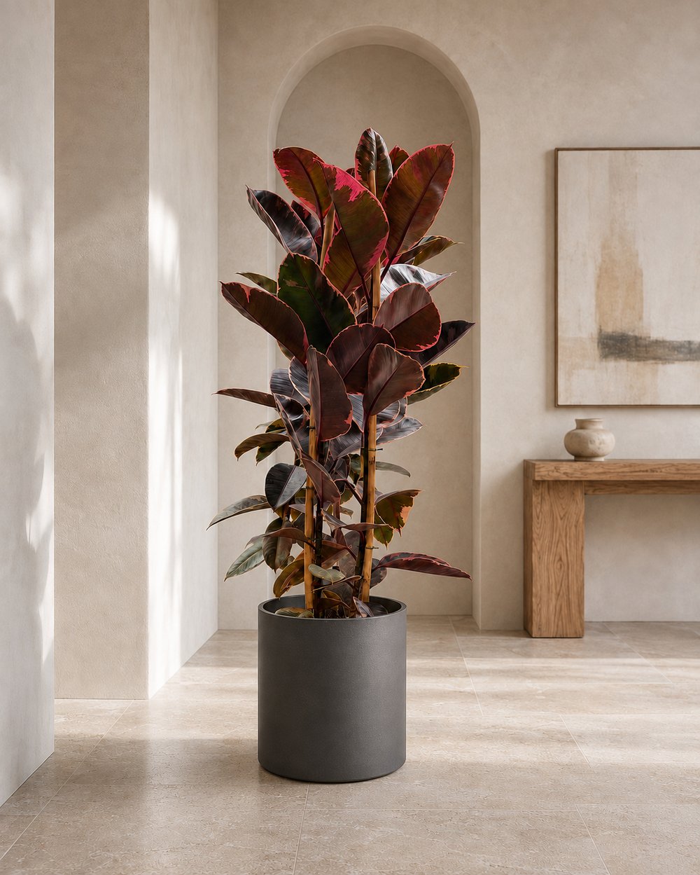 Kauçuk Bitkisi Çift Gövde – Ficus elastica Belize