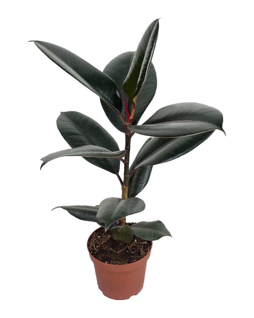 Kauçuk Bitkisi – Ficus elastica ‘Bali' – 12 cm Saksı
