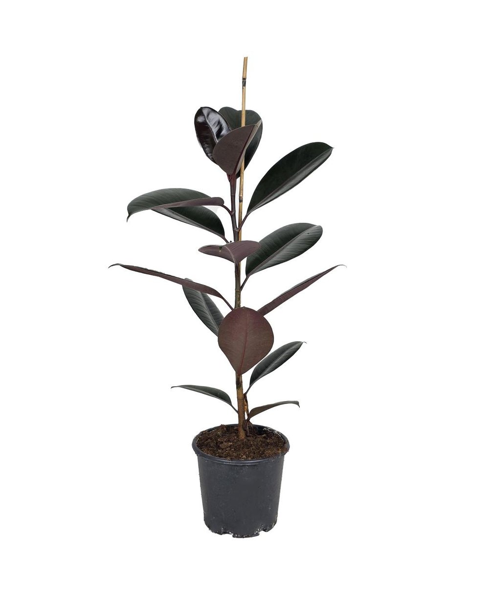 Kauçuk Bitkisi – Ficus elastica ‘Bali' – 17 cm Saksı