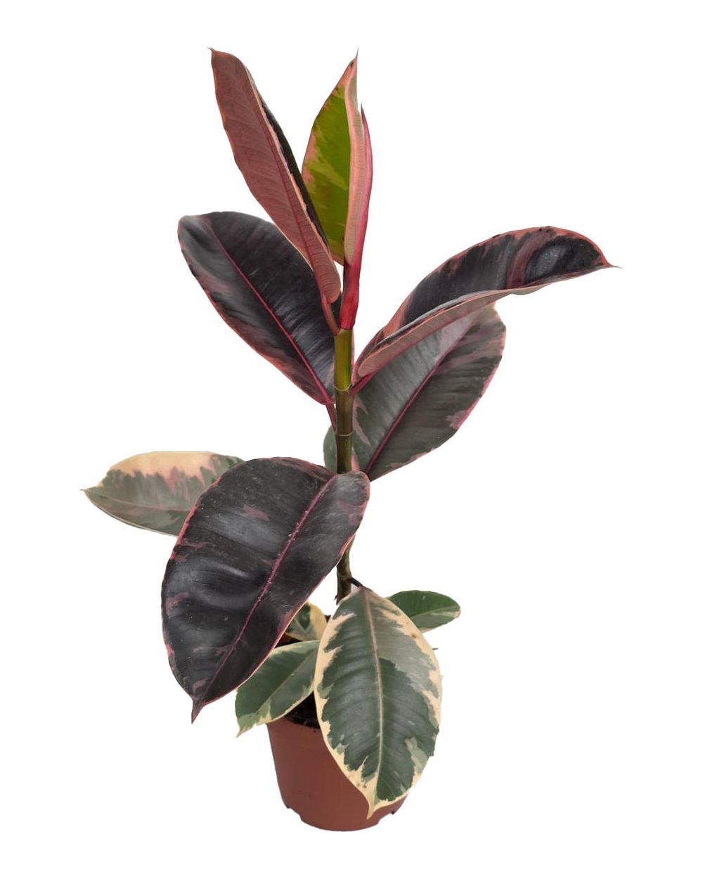 Kauçuk Bitkisi - Ficus Elastica Belize 12 cm