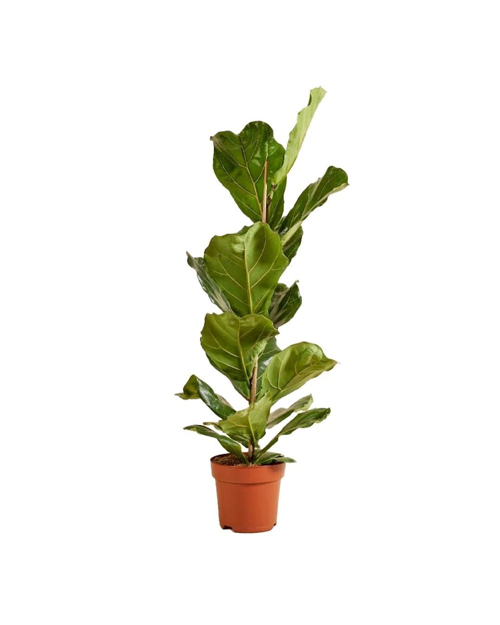 Keman Yapraklı Ficus – Ficus lyrata – 17 cm Saksı