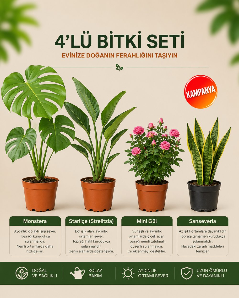 Monstera – Strarliçe – Mini Gül - Sansevieria Superba – 4'lü Bitki Seti