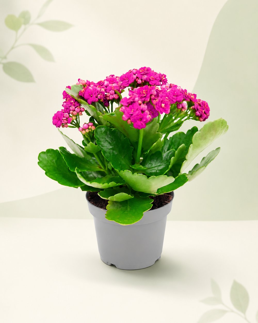 Pembe Kalanşo Çiçeği – Kalanchoe blossfeldiana 10.5 cm Saksı