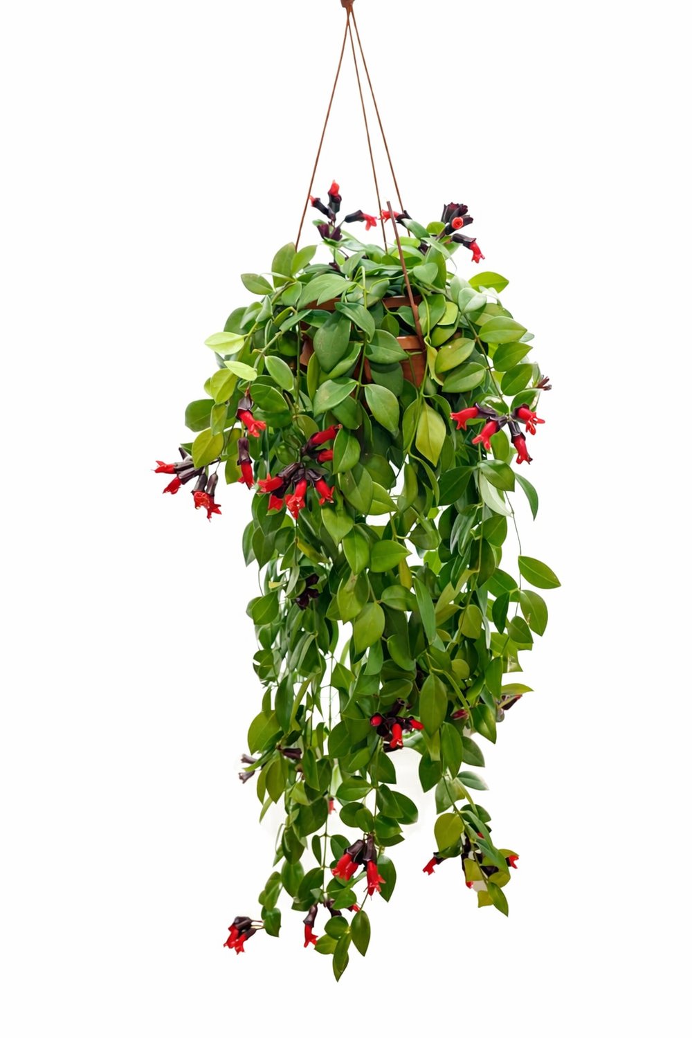 Ruj Bitkisi – Aeschynanthus radicans – 15 cm Saksı, Askıda