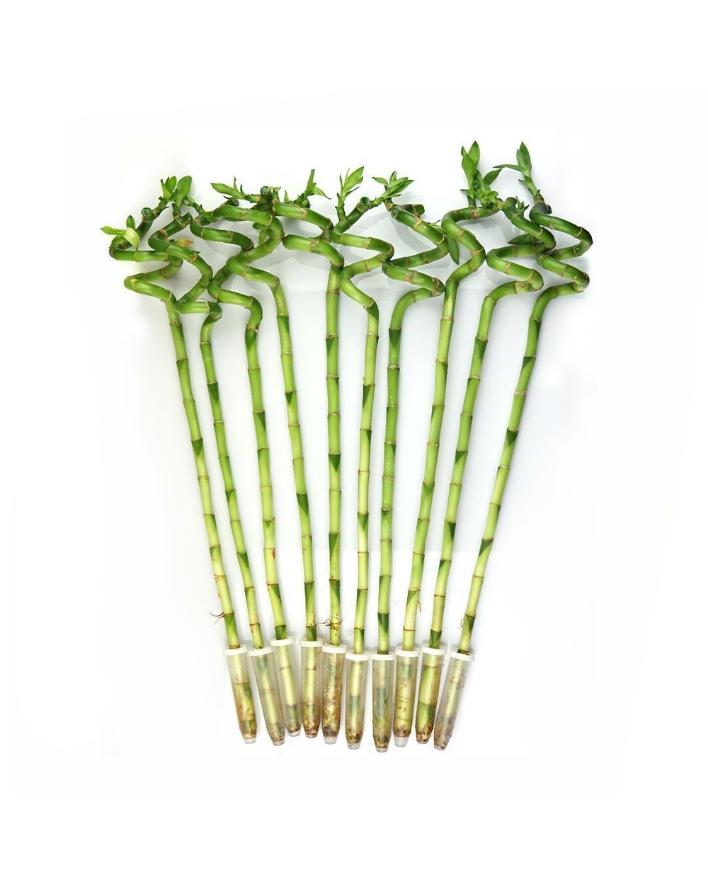 Şans Bambusu – Dracaena Lucky Bamboo 80 cm (1 Adet)