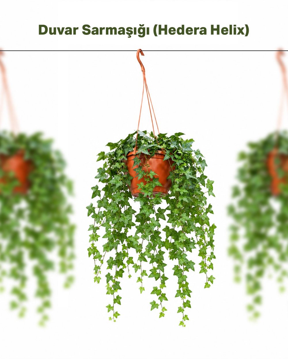 Sarmaşık Askılı – Hedera helix – 15 cm Saksı