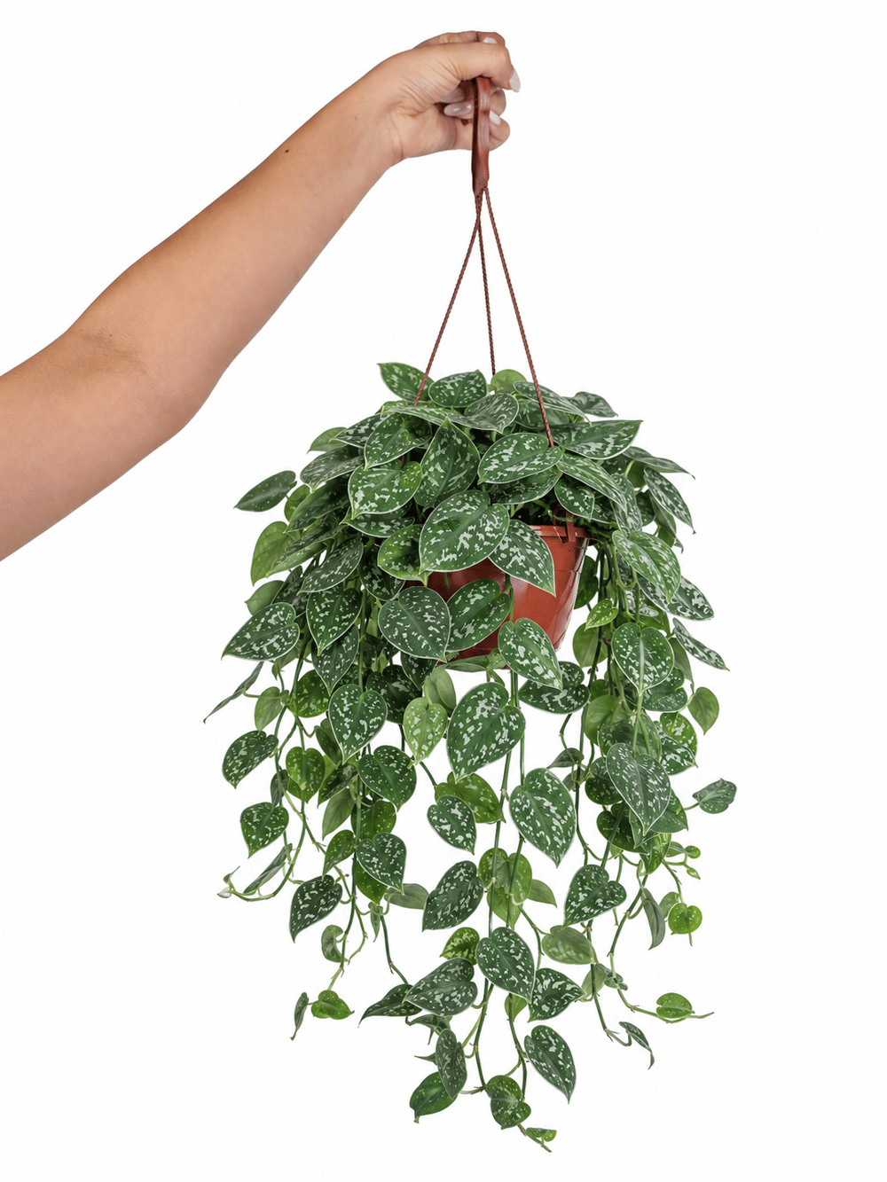 Scındapsus Askılı – Scindapsus – 15 cm Saksı