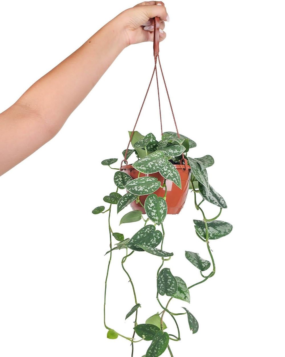 Scındapsus Pıctus Askılı 15 cm
