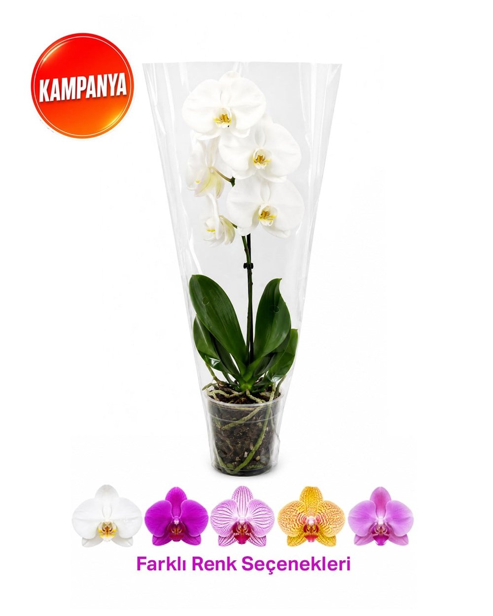 Tek Dal Kısa Boy Orkide – Phalaenopsis – 12 cm Saksı