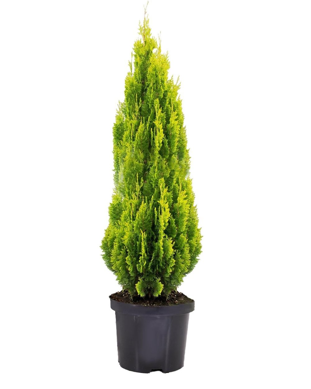 Thuja ‘Pyramidalis Aurea' – Piramidal Mazı – 17 cm Saksı