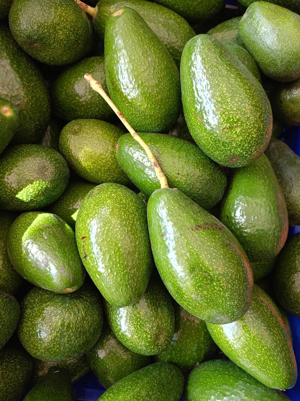 AVOKADO