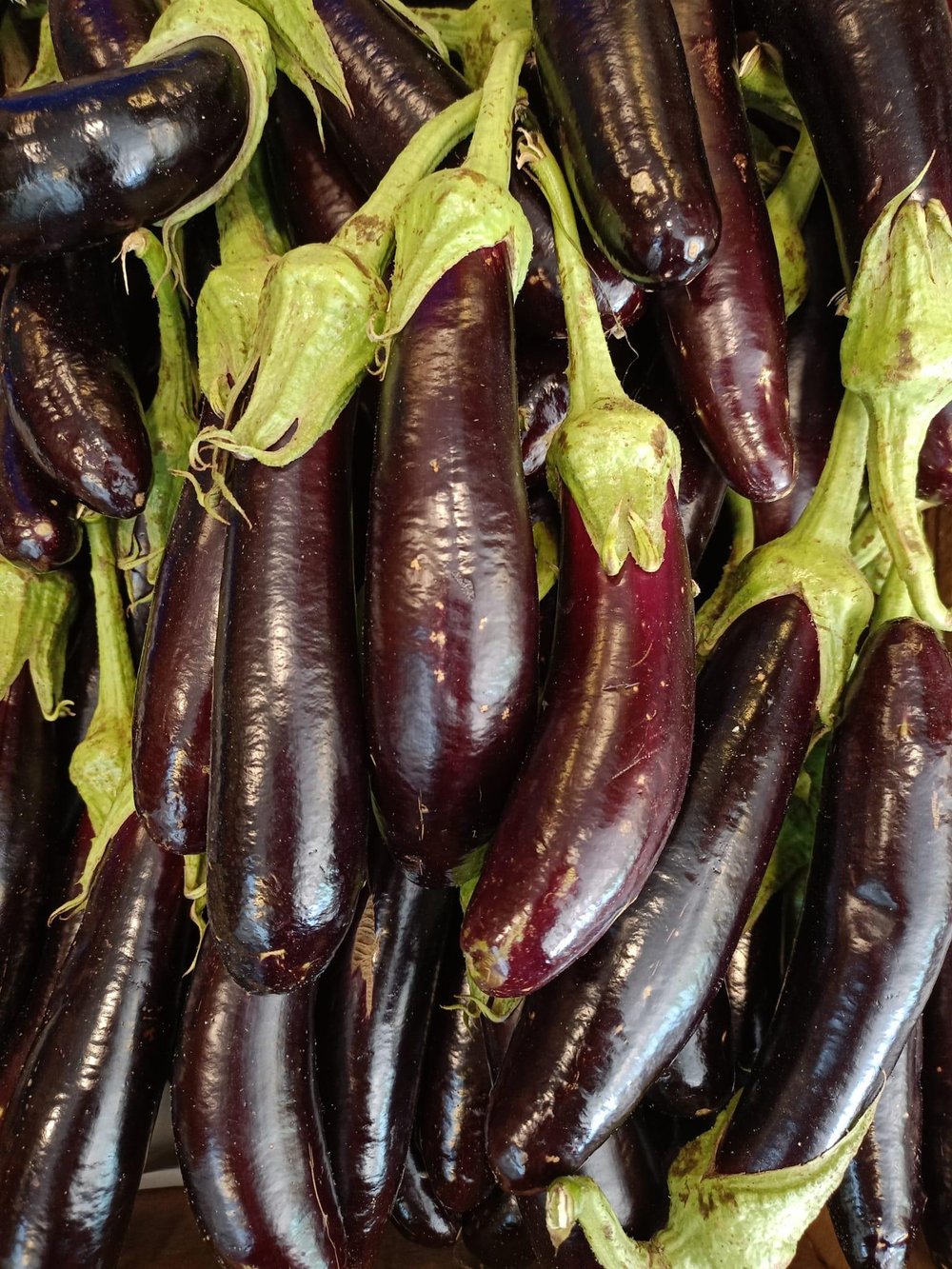 PATLICAN