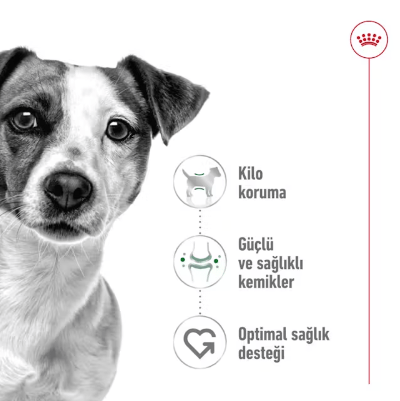 Royal Canin Mini Adult Yetişkin Köpek Kuru Maması