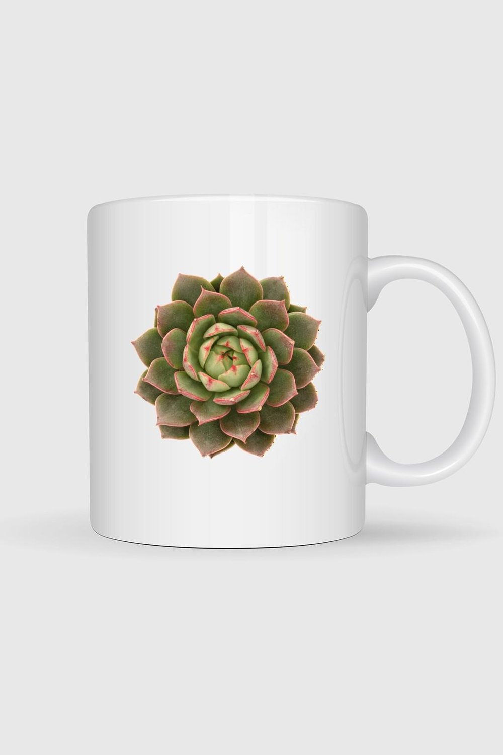 -echeveria-etli-bitki-cactaceae-housel-e-f2e3.jpg
