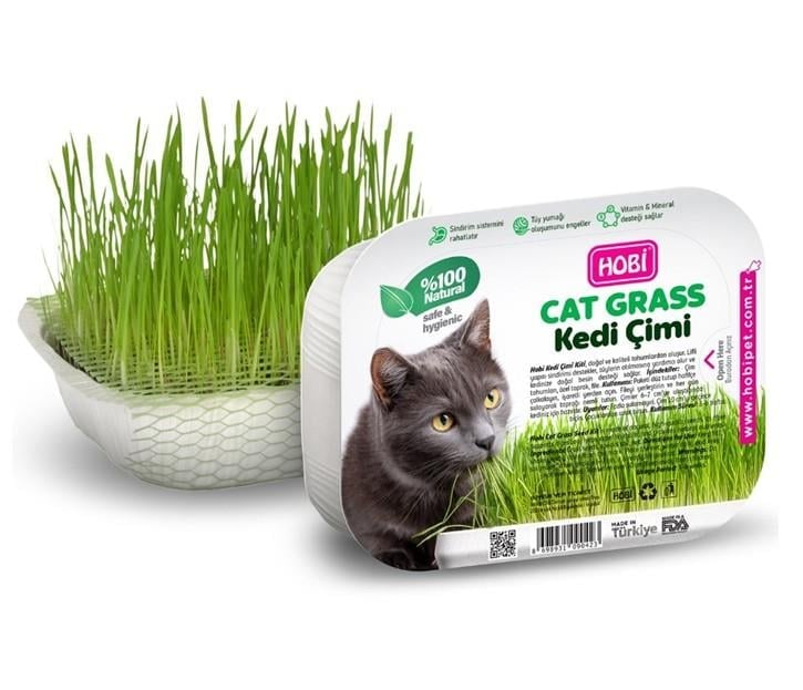 Hobi Fileli Kedi Çimi Cat Grass Ekonomik