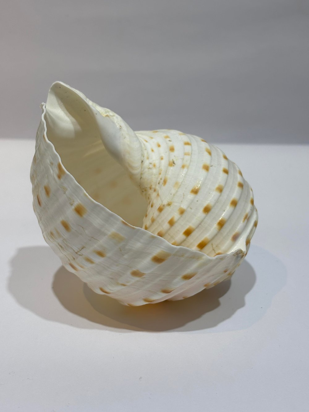 TONA SKOSA SHELL