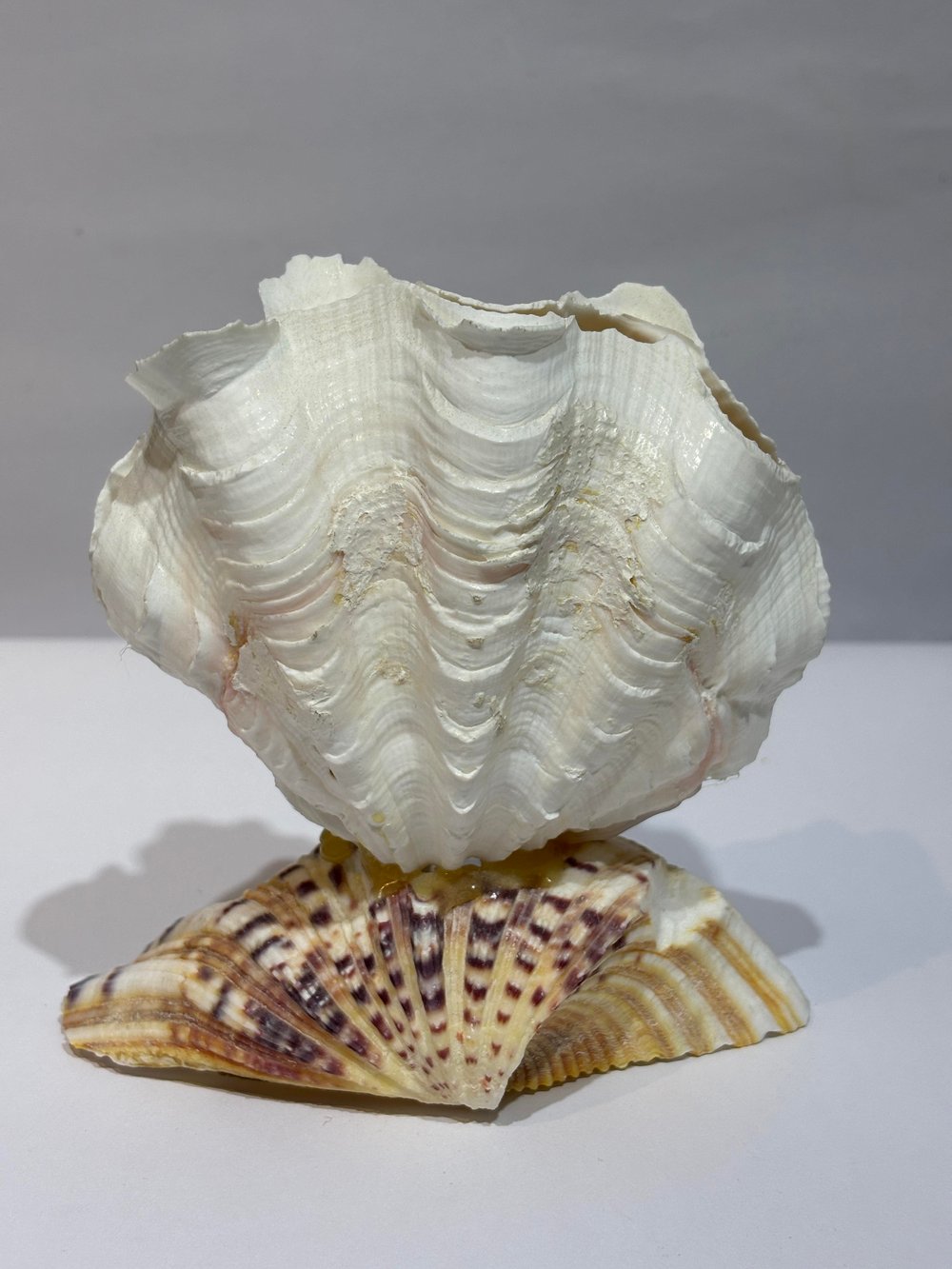 TRIDACNA KOLEKSİYON KABUK ÖZEL TASARIM