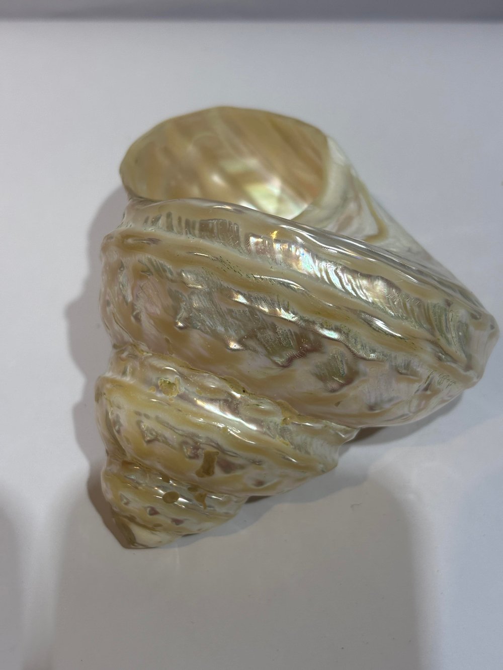 UNDOSA SHELL