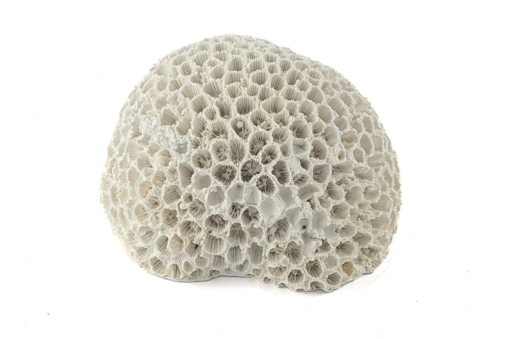 MİKASA BEYAZ MERCAN RESİN OBJE 15X13X9 CM