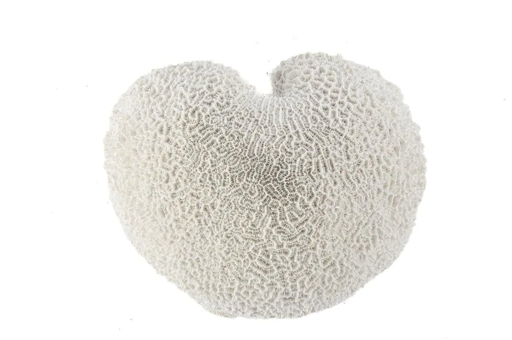 MİKASA BEYAZ MERCAN RESİN OBJE 22X20X12CM
