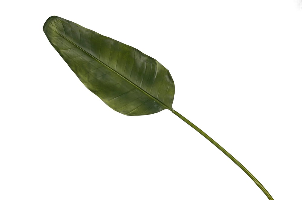 Mikasa Yeşil Uzun Yaprak 115cm