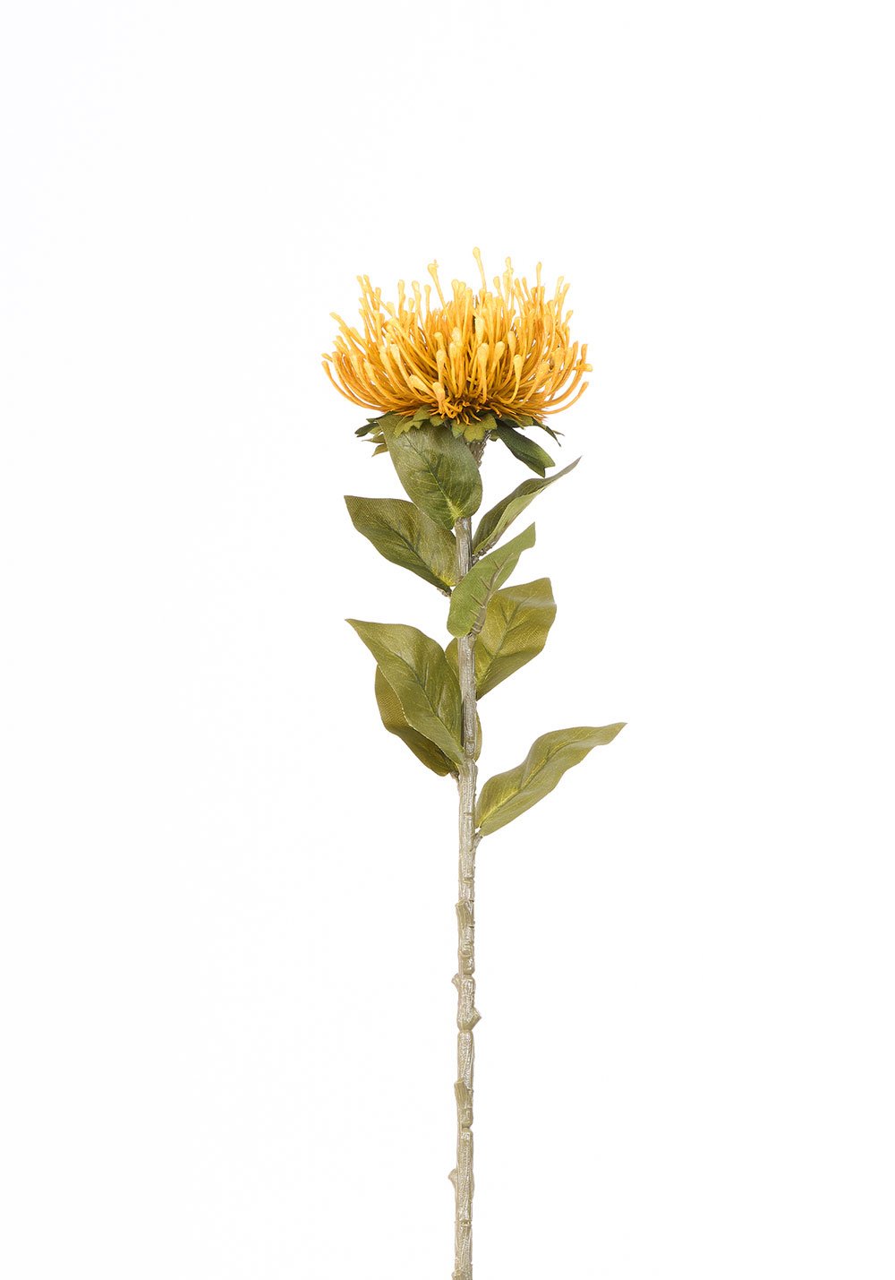 Protea Tek Dal 73cm