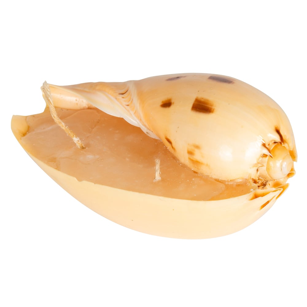 Deniz Kabuğu Mum 10cm