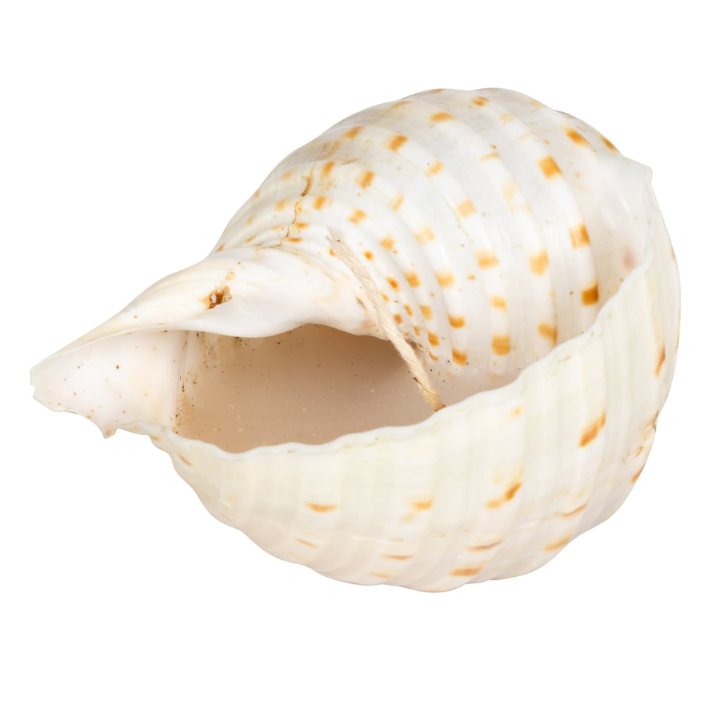 Deniz Kabuğu Mum 12cm