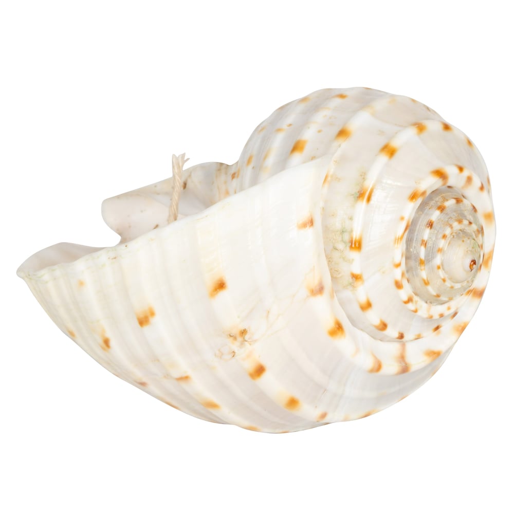 Deniz Kabuğu Mum 12cm